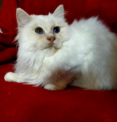 Gatto sacro di Birmania - Foto 2