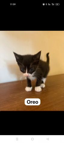Oreo