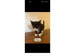 Oreo