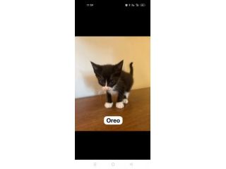 Oreo