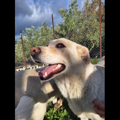CORBINA MAGNIFICO CARATTERE CANE IN ADOZIONE - Foto 5