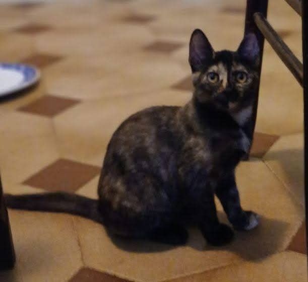 Tarty gattina - Foto 3