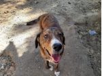 CAGNOLINI TALGIA MEDIO GRANDE IN REGALO
