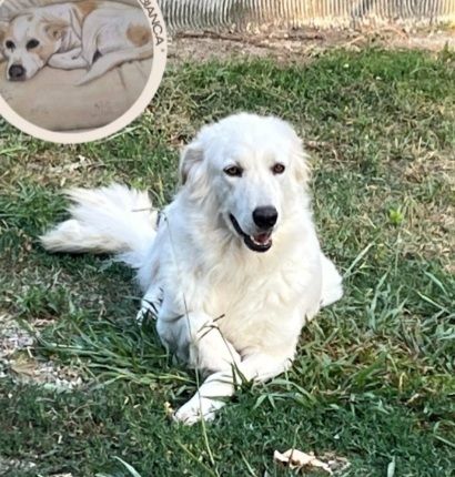 Mix Maremmana/Golden 4anni tg media occhi ambra SOS COSENZA - Foto 2