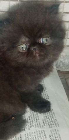Cuccioli gatto Persiano pura razza - Foto 3