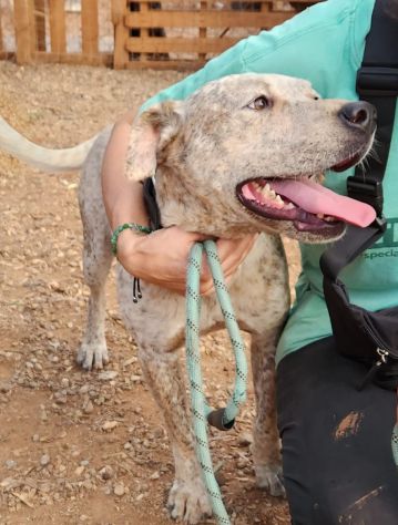 2anni mix molossino SPLENDIDO solo h24 in recinto.URGENTE CALABRIA - Foto 8