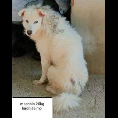 CANI IN ADOZIONE URGE AIUTARLI - Foto 9