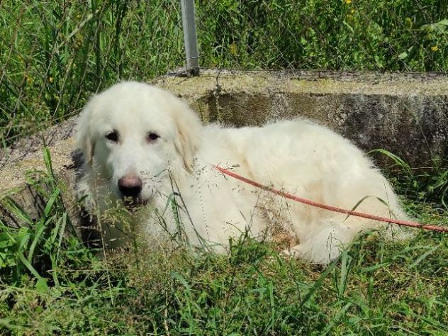 CANE DA ADOTTARE - Foto 3