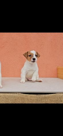 Cuccioli di Jack Russell - Foto 5