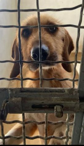 CHESTER SIMIL SPINOCINO CANE IN ADOZIONE TG MEDIO CONTENUTA - Foto 2