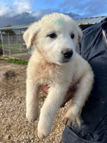 MIRKO DELIZIOSO CUCCIOLO IN ADOZIONE - Foto 3