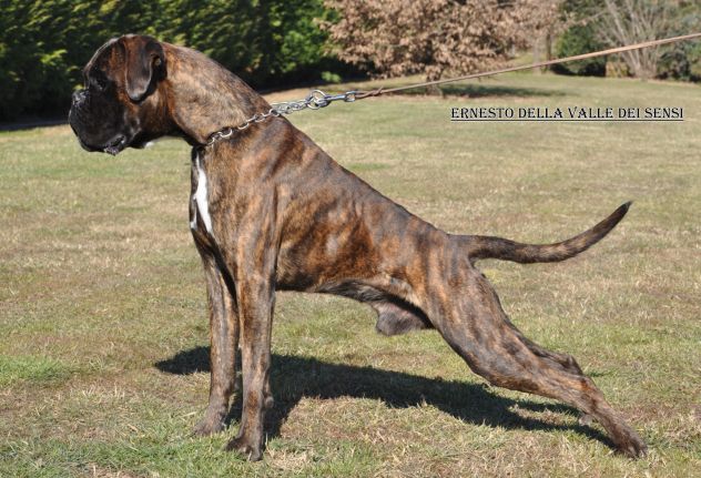 BOXER CUCCIOLI VENDO A REGGIO EMILIA E MODENA- BOXER VENDO A MODENA - Foto 3