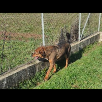 GIOI FESTOSO E AMOREVOLE CANE IN ADOZIONE - Foto 5