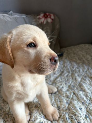 Cuccioli di Labrador - Foto 2
