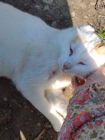 UBER, micione FIV+ - Foto 3