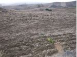 TERRENO AGRICOLO, seminativo, di mq 39.500  sito in Villarosa (EN)  C/da Stanzie