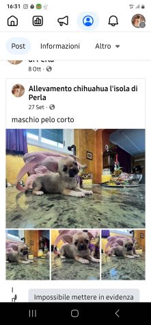 Chihuahua toy cuccioli - Foto 3