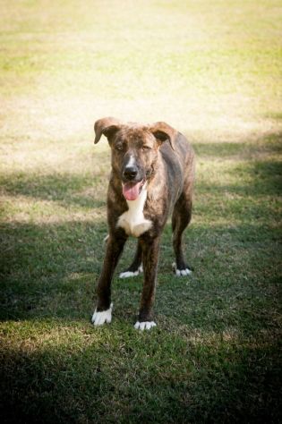 LA DOLCEZZA DI GIULIO, CANE IN ADOZIONE - Foto 3