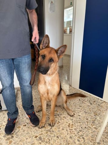 LUNA splendida PT, cane in adozione - Foto 3