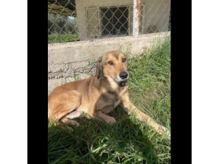 UGOLINO DOCILE, GLI PIACE FARSI COCCOLARE CAGNOLINO IN ADOZIONE