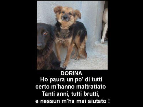 DORINA, cagnolina timidina - Foto 3