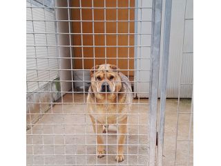 Margot, stupenda mix shar pei in adozione