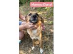DIANA E SHILA  CAGNOLINE IN ADOZIONE