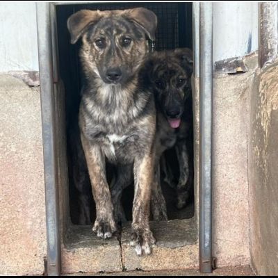 UGO, gioioso e dolcissimo cucciolo in adozione - Foto 9
