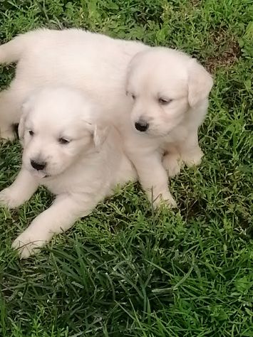 Cuccioli di golden retriever