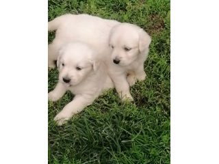 Cuccioli di golden retriever