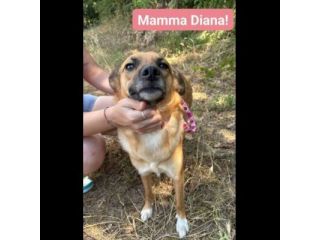 DIANA E SHILA  CAGNOLINE IN ADOZIONE
