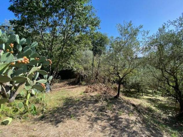 Annesso agricolo in vendita a Vangile - Massa e Cozzile 4798 mq Rif: 1360616 - Foto 5