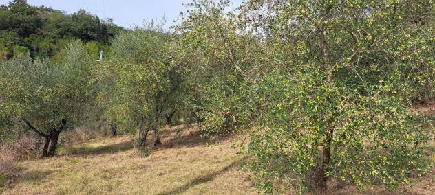 Terreno agricolo in vendita a Castelfranco di Sotto 5340 mq Rif: 1452784 - Foto 8