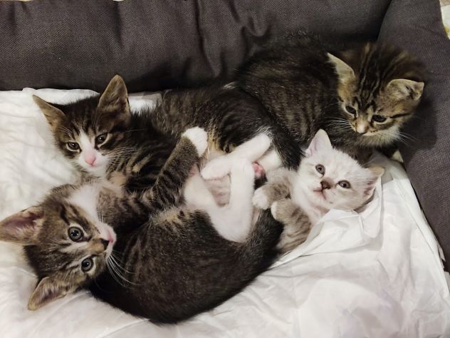 Bellissimi micetti in regalo - Foto 6