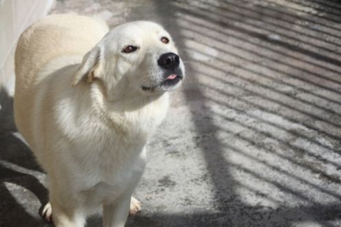 BLANCHE, un raggio di sole - Foto 3