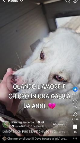 SONNY molto affettuoso, CANE IN ADOZIONE - Foto 2