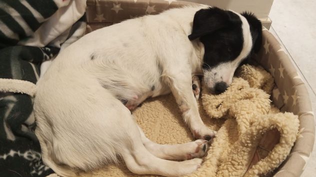 Dolce Brigitte - Foto 3