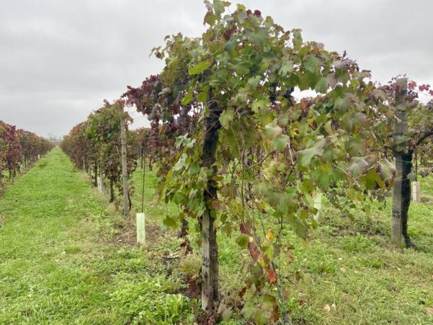 C025. TRA CARPI E CAMPOGALLIANO. TERRENO AGRICOLO USO VIGNETO PRODUTTIVO.