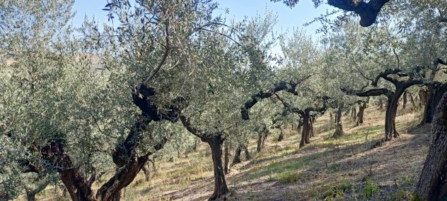 Terreno in vendita a Loreto Aprutino - Foto 8