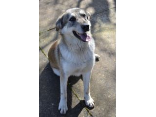 Teseo , taglia media di 2 anni in adozione