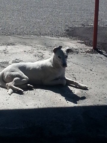 BIANCANEVE, dolcissima cagnolina in pericolo - Foto 3