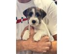 Cuccioli di Jack Russell Terrier
