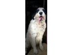 CEDRIC, SETTER INGLESE,  UNA MERAVIGLIA CHE CERCA CASA, CANE IN ADOZIONE