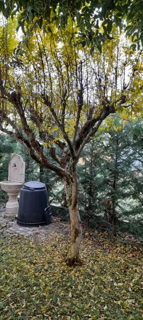 albero Melograno. - Foto 2