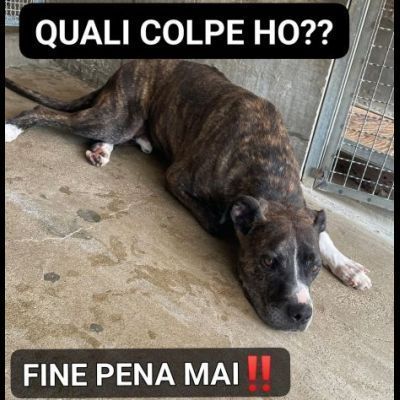 RONALDO equilibrato e socievole CANE IN ADOZIONE - Foto 3