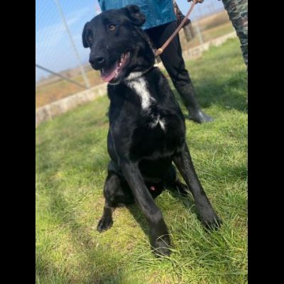 AARON EMPATICO E VITALE, CANE IN ADOZIONE. - Foto 9