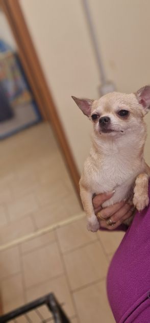 Chihuahua Adulte sterilizzate - Foto 3