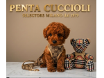 BARBONCINO TOY - BARBONCINI RED CUCCIOLI - pag agevolato