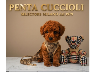 BARBONCINO TOY - BARBONCINI RED CUCCIOLI - pag agevolato