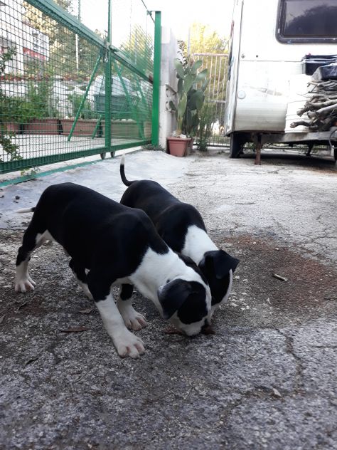 Allevamento Amstaff Black &amp; White Puglia con pedigree - Foto 2